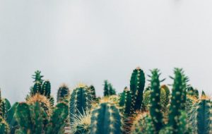 photo 1463936575829 25148e1db1b8cropentropycstinysrgbfitmaxfmjpgixidM3wxNDA1NTd8MHwxfHNlYXJjaHw5Mnx8Z3JlZW4lMjB3YWxsJTIwcGxhbnRzfGVufDF8MHx8fDE3NDM5MjYwMDR8MAixlibrb 4.0.3q80w1080